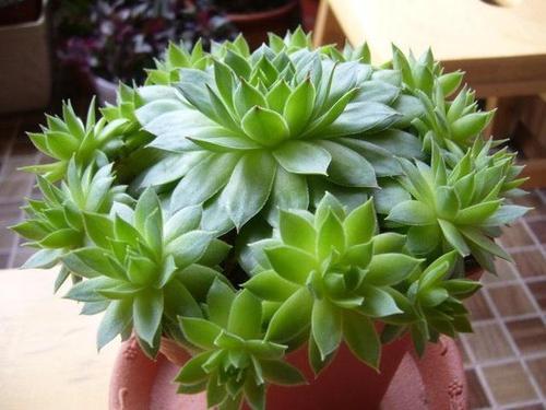 多肉植物|养多肉6年,总结出最好养的4个品种,随便养都能爆盆!