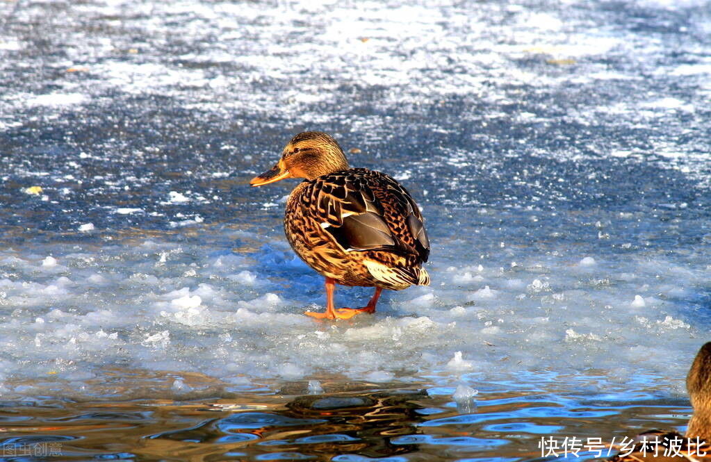  大雪|冬至将至，俗语“大雪年年有，不在三九在四九”，啥意思？