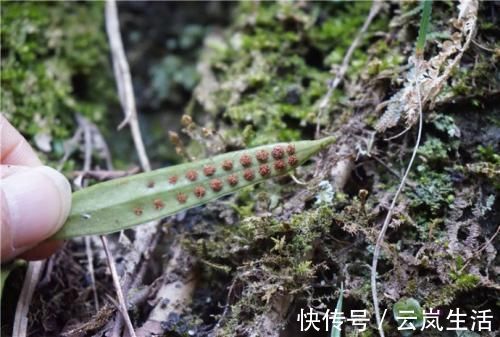 止咳|这种不起眼的小草，却有润肺止咳的功效，感冒小伙伴的最爱！