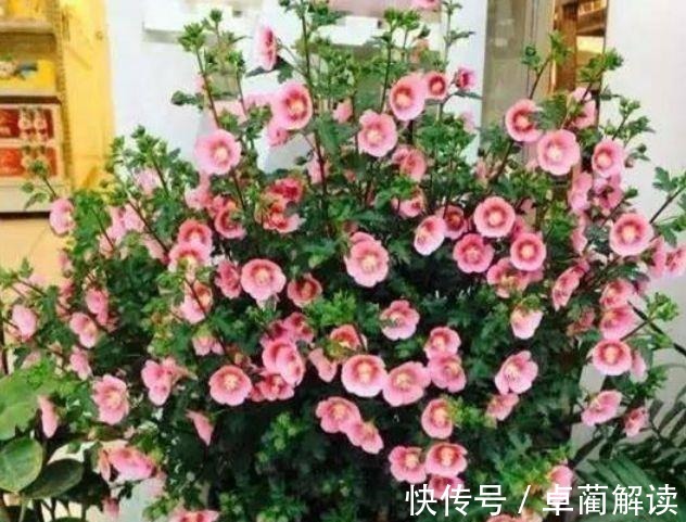 4种花养家里,福旺运旺财更旺,花开不断,还能旺财!