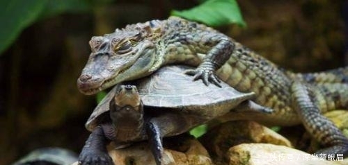 前任|四海龙王为啥姓敖? 这与他们的前任有关