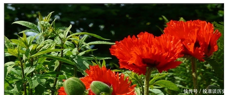 林则徐|林则徐和“虎门销烟”