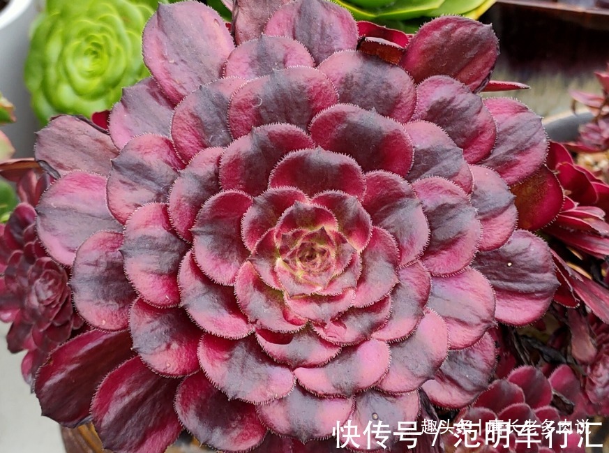 法师系多肉哪些品种不好度夏?听说带锦的法师都不好度夏是吗?