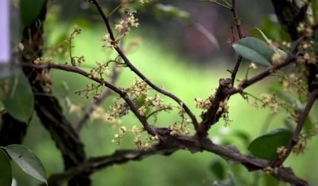 很好辨认的1种藤本植物,别轻易触碰,却是制作盆景的优良素材
