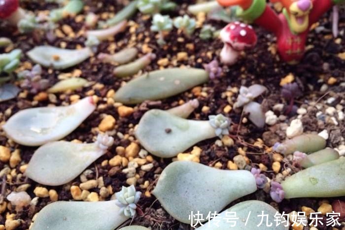秋天养多肉赶紧叶插,这么做插几片就能活几片,插出满阳台的肉崽