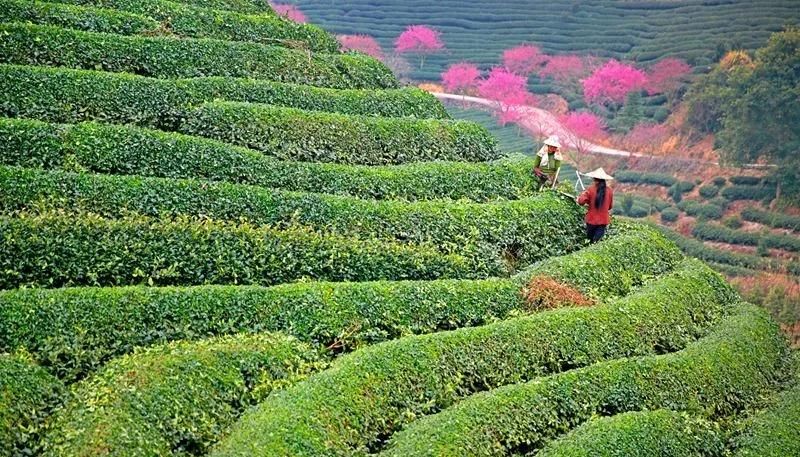 胡少海|高山大花海 魅力新永福