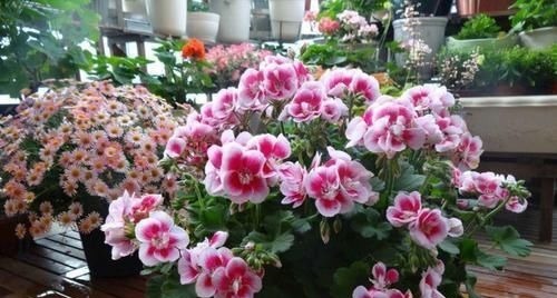 阳台再小,也要养4种花,一年开花230天,轻松开成小花园