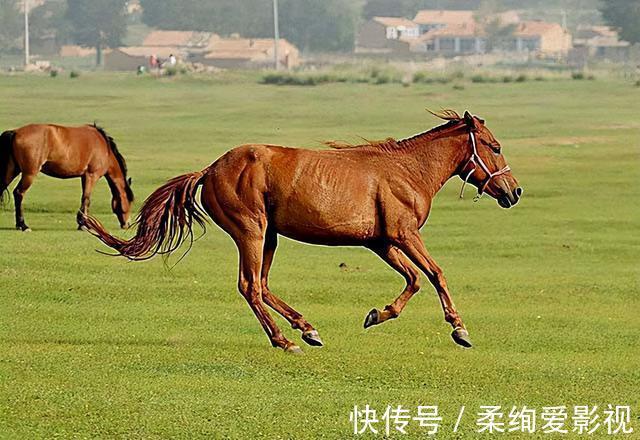 藏獒|马俊仁退出体坛念狗经,将藏獒包装成4000万身价:我这是为国争光