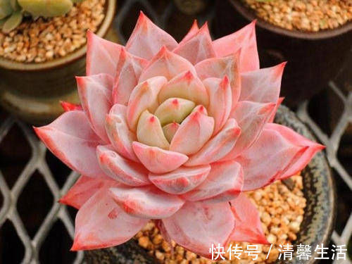 多肉植物|现在开始,养多肉植物给它浇一种水,一个月胖一圈