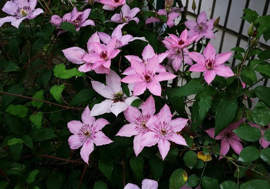 秋冬封闭阳台养花就选铁线莲,满足4点,铸就“一帘幽梦”