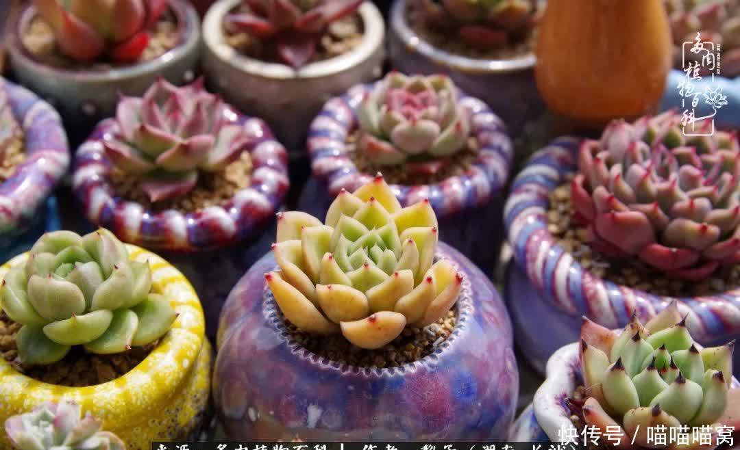 最温暖不过人间烟火,来自逆挂区的多肉!