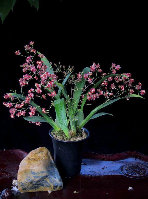 7种紧俏年宵花,个个都有“小脾气”,伺候好了,红红火火开一冬