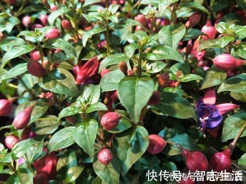 松针土是养花万能土,但是别乱用,不同状态的松针,要区别对待