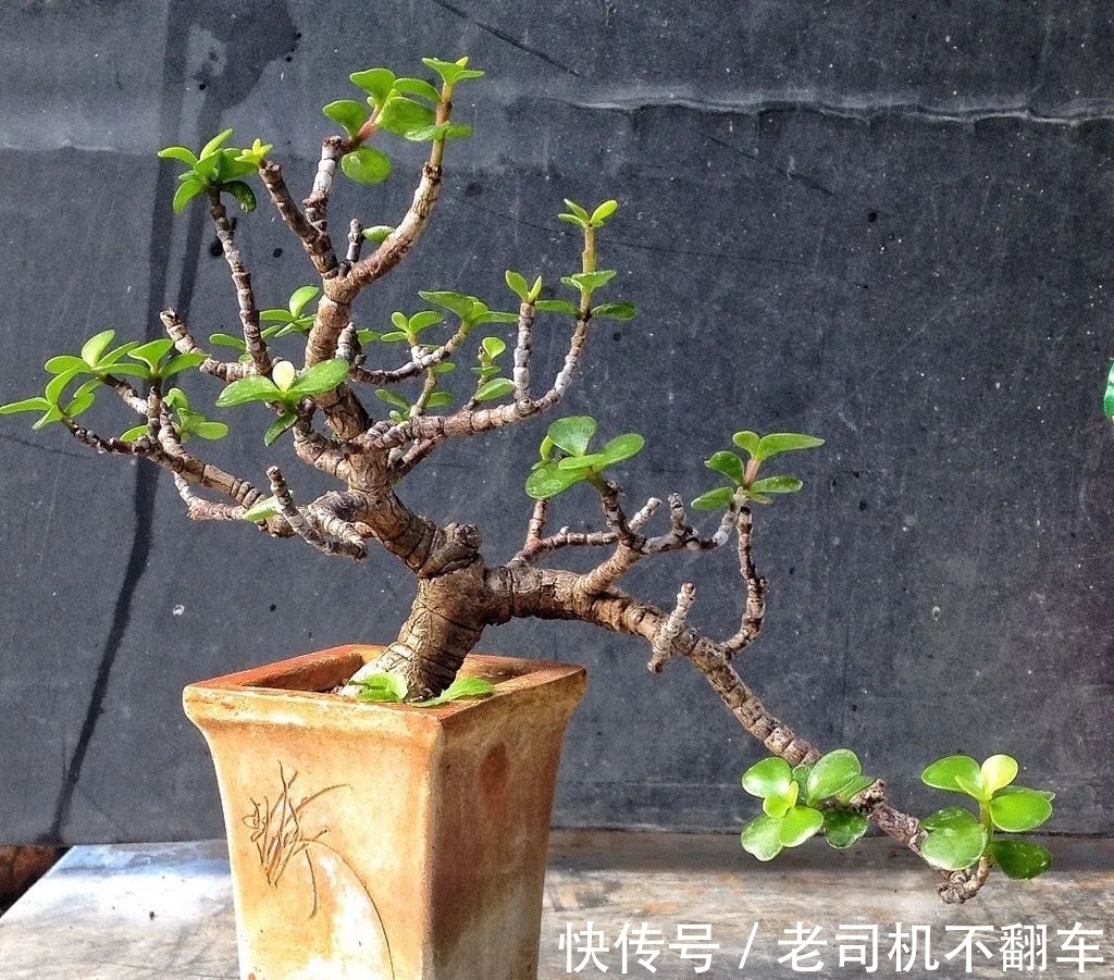 这三种多肉植物不养成盆景就太浪费了,附上制作和养护技巧