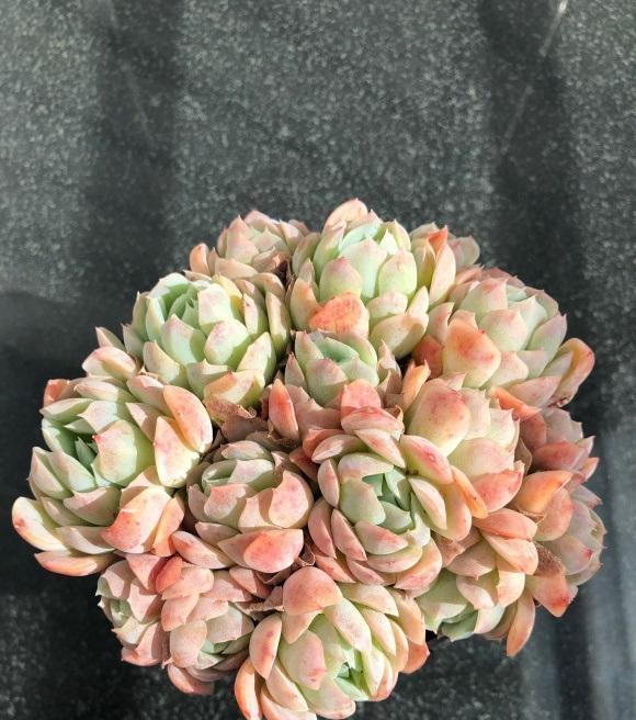 太阳光照|夏天光照很强,多肉晒一晒,会不会变红?会彻底地变红!