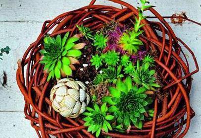 日常小瓶小罐做花器,搭配多肉也美得正好哟