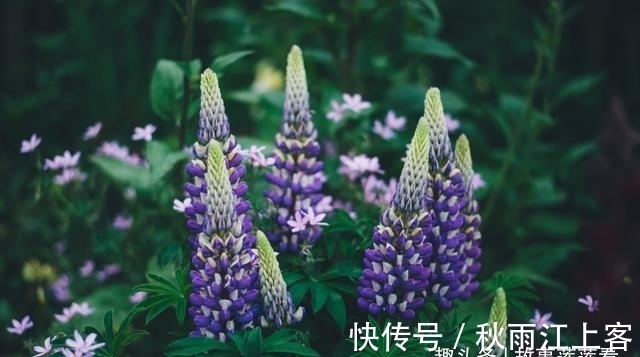 喜鹊|接下来桃花盛开，喜鹊叫花，旧爱难忘，再牵回前任