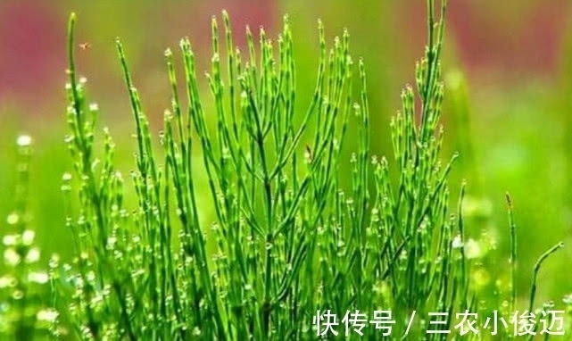 药材|农村一种常见植物，现在嫩叶能食用，根部还能当药材，价值珍贵