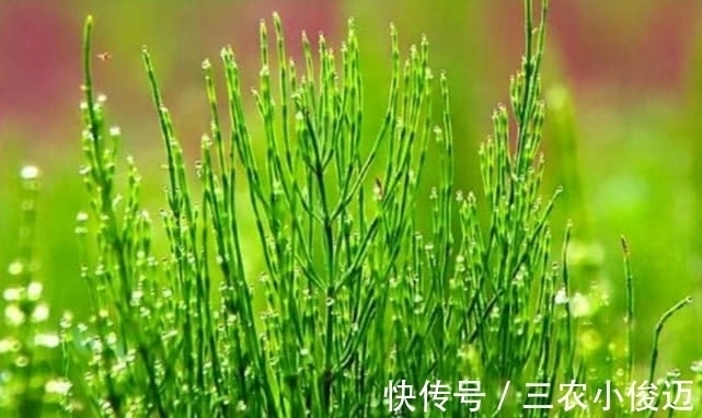 药材|农村一种常见植物,现在嫩叶能食用,根部还能当药材,价值珍贵