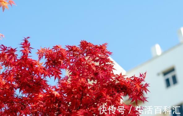 栽种|院子里有空地要种三种树，没空地挤挤也要种，寓意深远