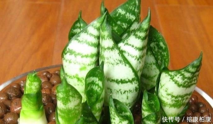 绿植|厨房这些东西用来养虎皮兰，很快长出侧芽一盆变几盆，省钱又方便