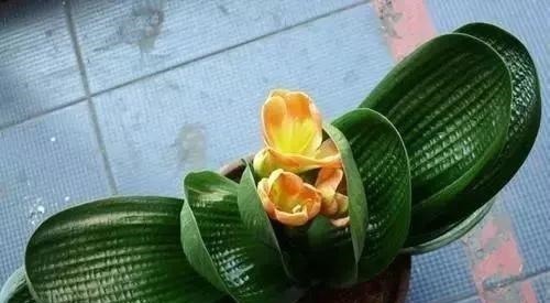 水杨酸|养君子兰,就用4种药,只需埋在花盆中,花剑冒不停,叶绿花还旺