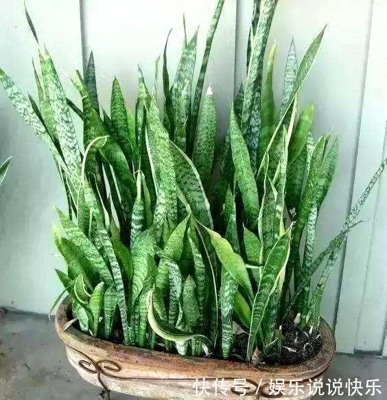 通风换气|养虎皮兰不爆芽,2分钟学会一招,小芽密密麻麻长一盆