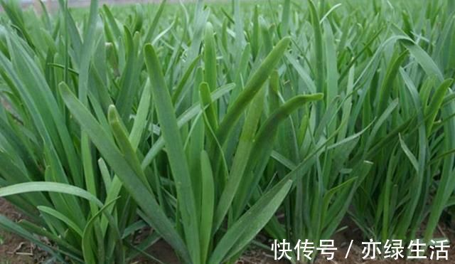 老爸种韭菜多年，越割韭菜长得越粗胖，就用了三个土办法