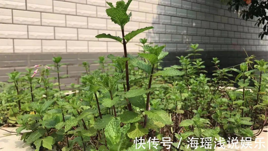 邻居的院子夏日几乎没“蚊虫”，原来是因为养了3种花，我也要养