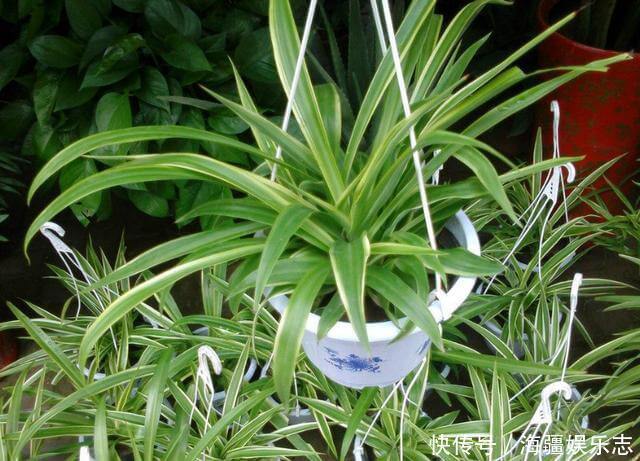 植株|这10种花夏天“晒不得”,一见强光就黄叶,赶紧搬回家