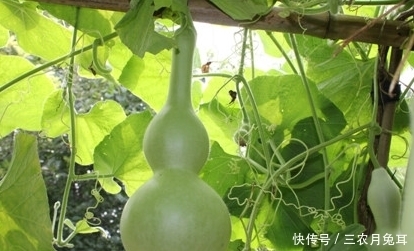 种植的葫芦还没长大，好些小葫芦脐部就腐烂了，是怎么回事？