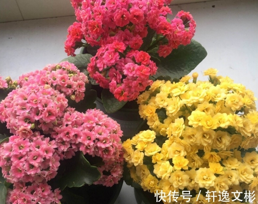 长寿花还不开花?换个位置,再施1种肥,花苞长满盆,呼呼开花!