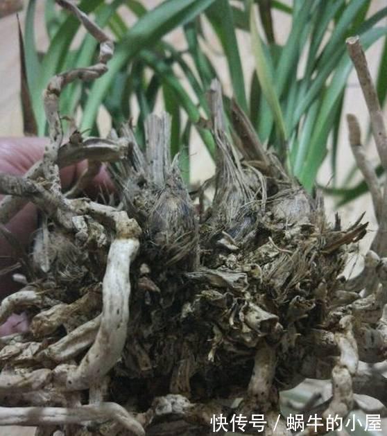 浇水不分早晚，浇一盆死一盆，别再做错了！