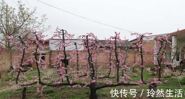 老人|84岁老人家里一棵桃树上长出了13株桃树,开花似“孔雀开屏”