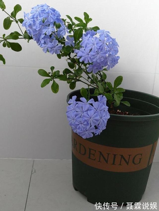 4种花很“好养”,阳台种1盆,一年开花200天,真正的开花机器