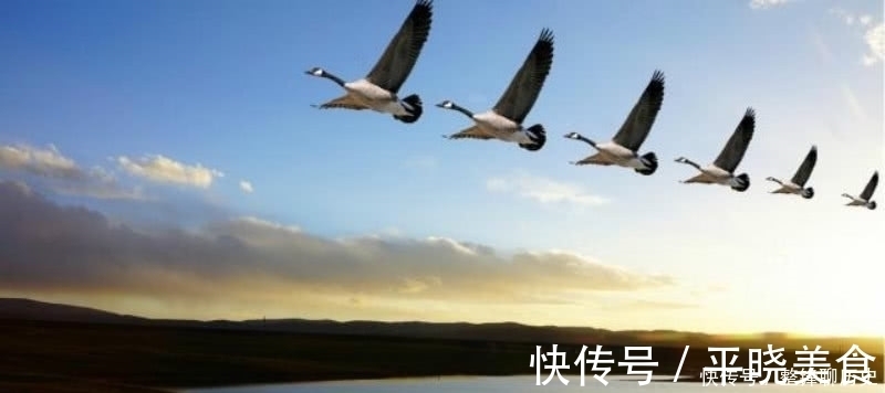 飞鸣@杜甫晚年一首表达孤独的诗,短短的几句,却把孤独描写得深入骨髓