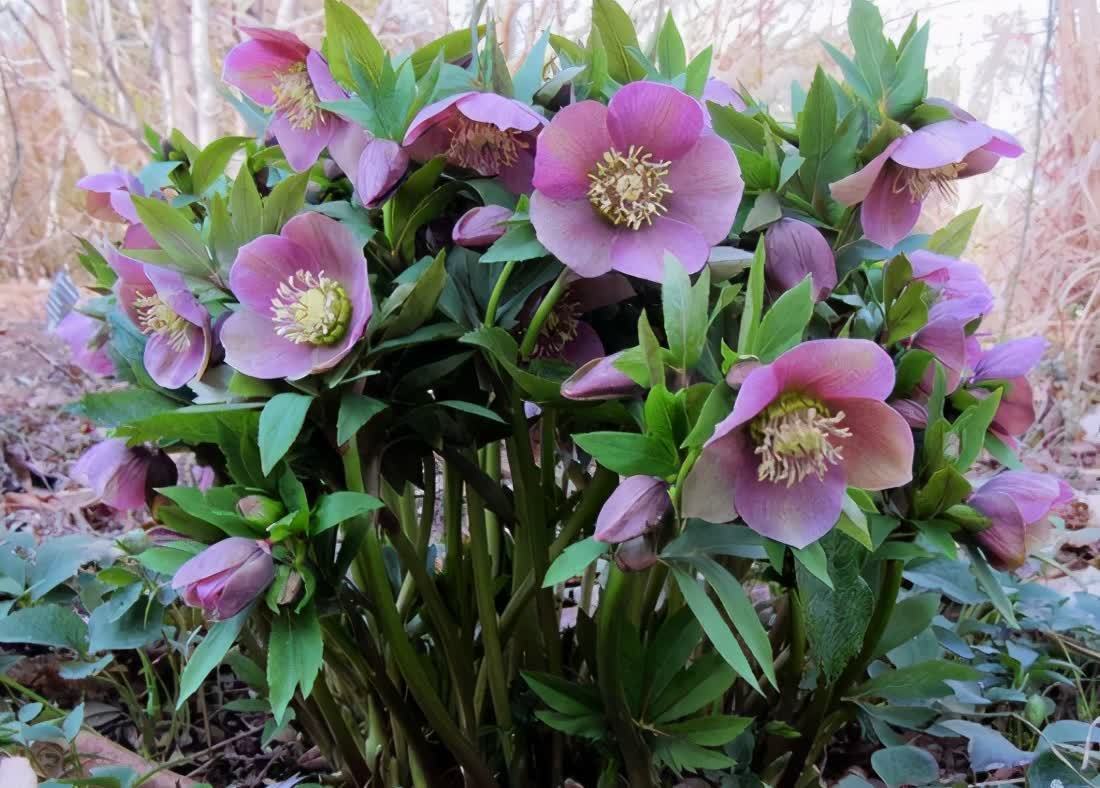 花园树荫底下种“3种花”，不怕光照弱，越大花越多，关键是耐寒