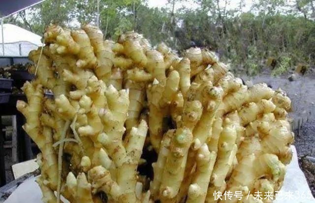 天天都吃的3种蔬菜,花盆油桶都能种,一夏天不用买,太省钱