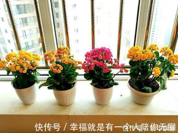 冠幅|养花的秘密小盆养好花,大盆养死花,知道为什么吗