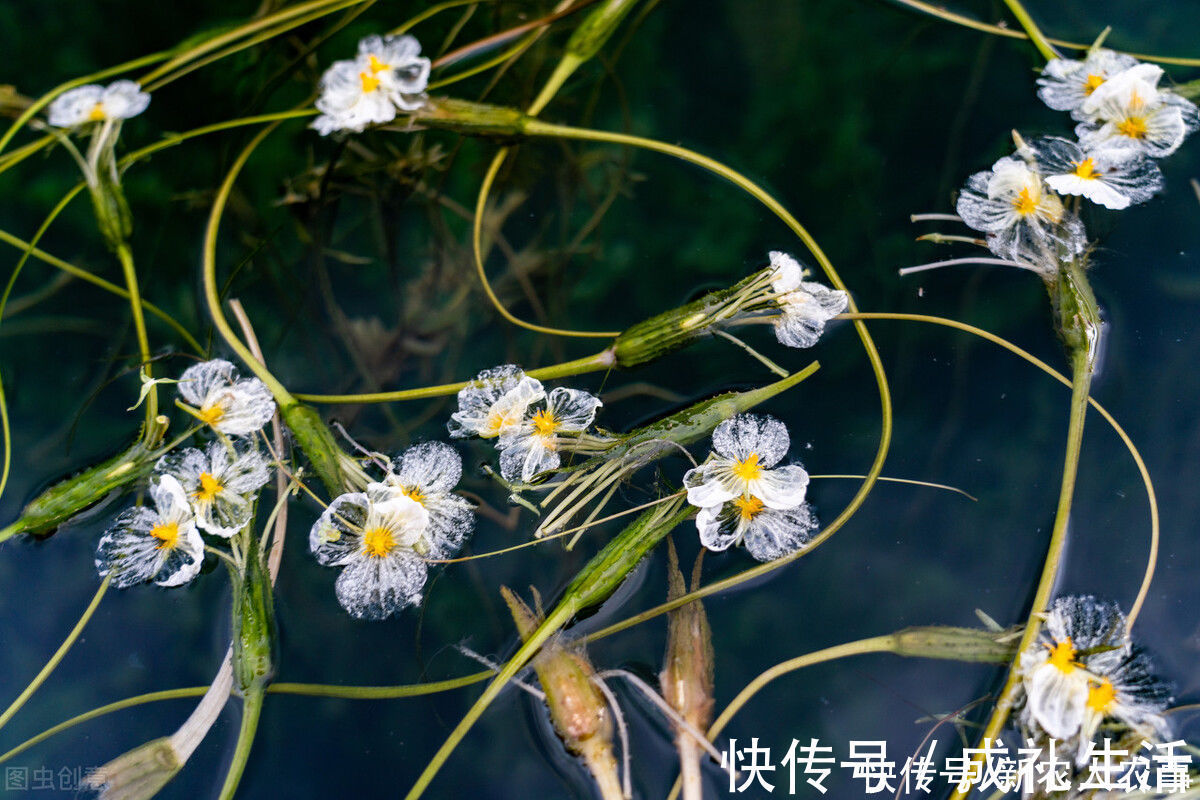 泸沽湖|植物界的“水性杨花”，泸沽湖成了它们的天堂，原来全身都是宝