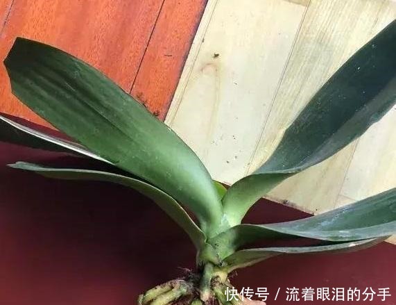 冬天出门“溜一圈”，看到“它们”捡回家，全都是养花宝贝！