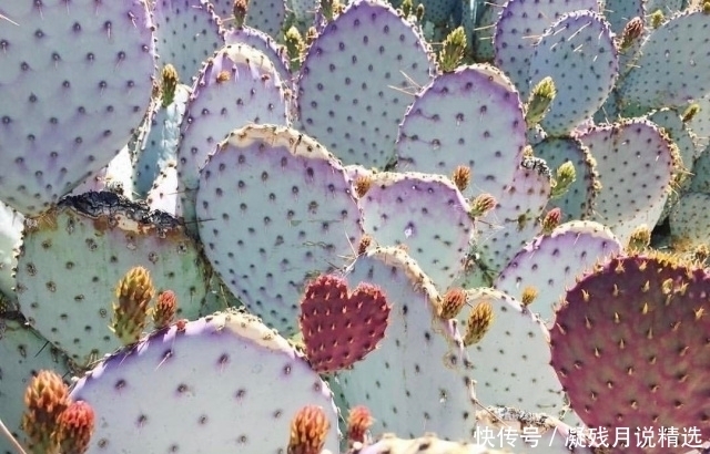 仙人掌很常见,但是这么美的还是第一次见!好想养几株!