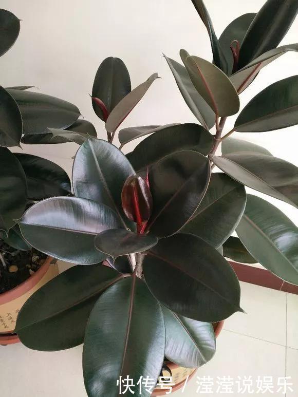 6种花是“老酒鬼”,1个月喝2杯,叶子油亮亮,花苞冒不完