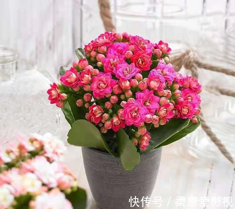 养坏了几十盆花,才总结出来的避坑心得,养花新手看这篇就够了