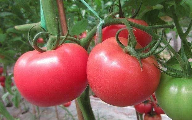 紫薯紫薯|人到中年想长寿,4种食物离不开,补充营养,滋阴养肾,早吃早好