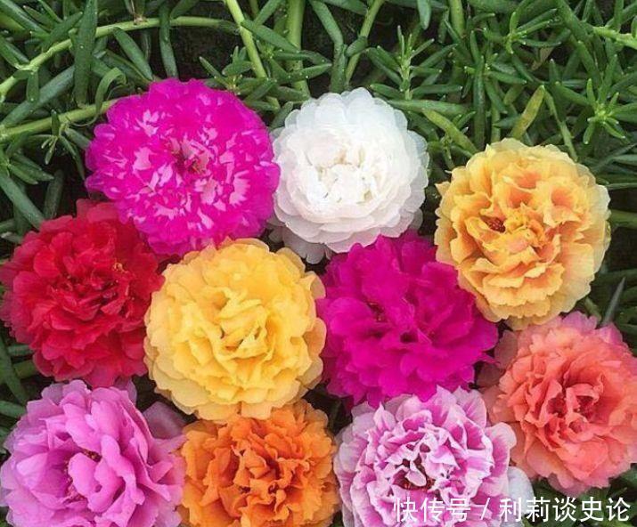 太阳花|4种花漂亮又好养，比牡丹好看，花朵美轮美奂，让人羡慕