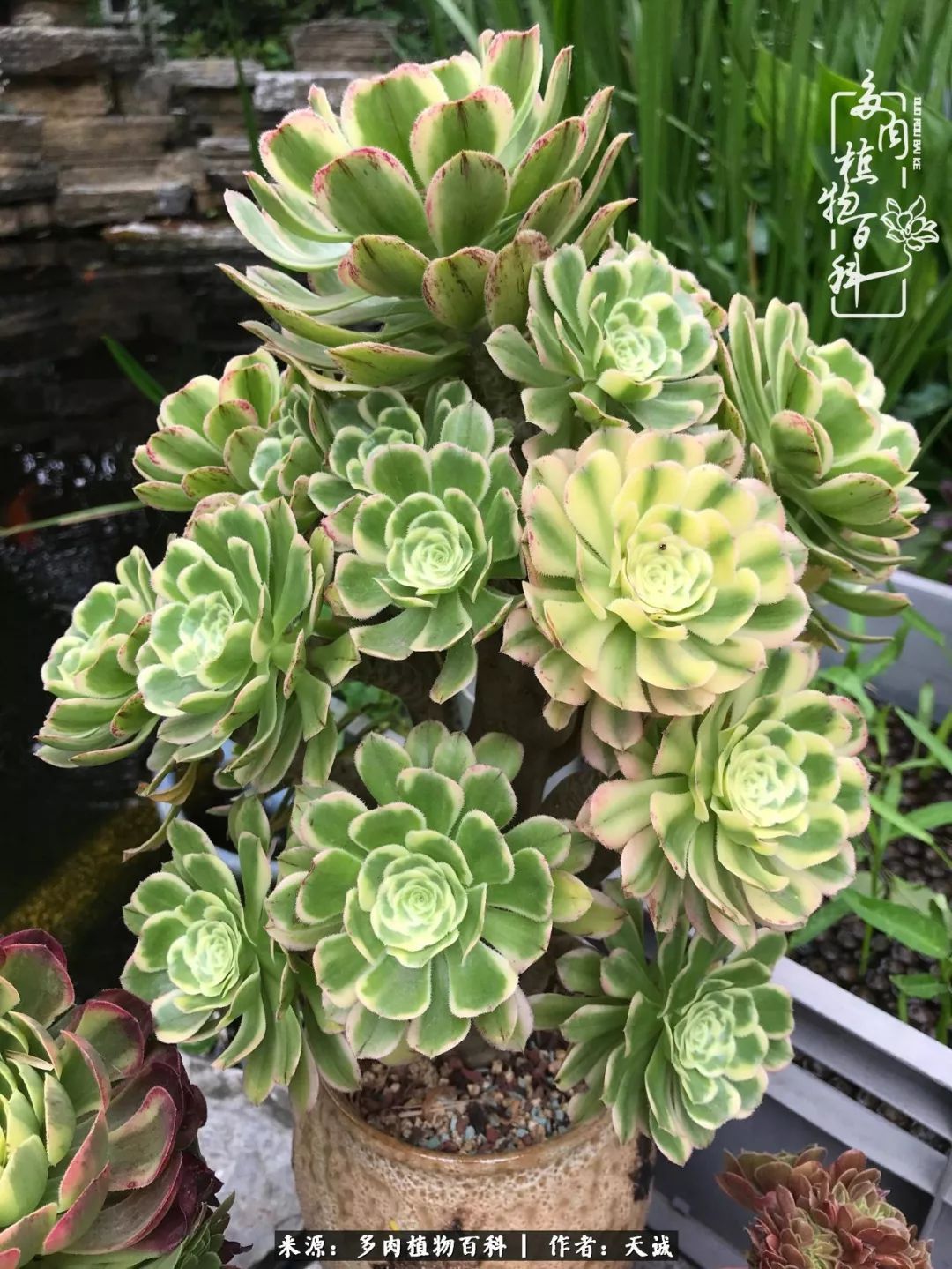 吃饱喝足,包邮区的多肉养精蓄锐准备渡劫!