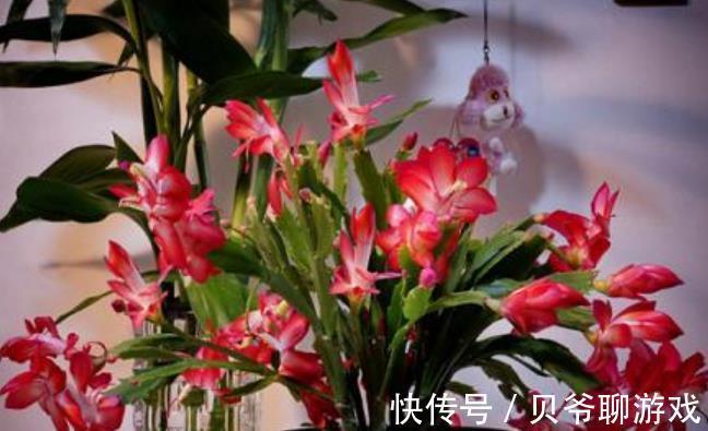 11月逛花市,8种花别错过,随便一养都能开爆盆,适合新手花友