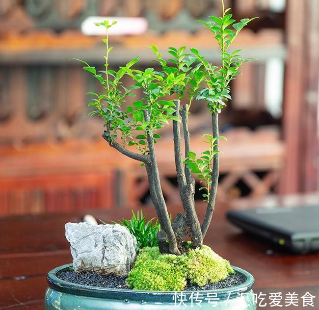 小叶紫檀|家里养这几种植物，寓意美好，招财纳福