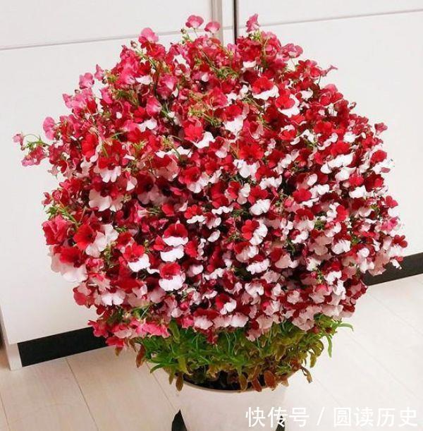 养花试试此几款,花朵小巧玲珑,花香四溢飘满屋